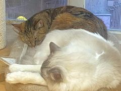 -是阿柴呀！柴犬咖啡·爱喵喵猫咖