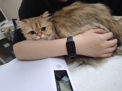 -瑞鹏宠物医院·超声·骨科·奇麟分院(蜀都万达店)