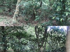 -梧桐山风景名胜区