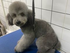 -沐沐家宠物(成寿寺店)