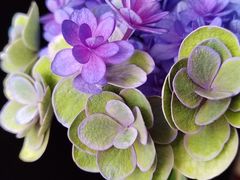 -循礼门鲜花花市(武汉循礼门店)