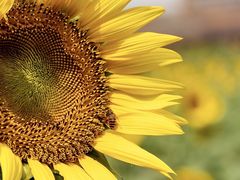 -光明小镇欢乐田园