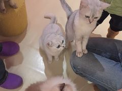 -三花喵·撸猫购宠·宠物生活馆(虹桥南丰城店)