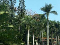 -深圳仙湖植物园