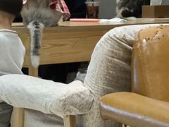 大堂-藏猫猫咖啡主题馆(中央大道店)