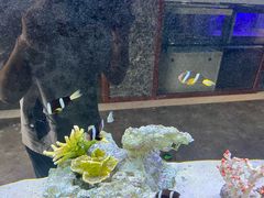 -大自然花鸟鱼虫市场