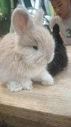-神奇动物撸宠馆·羊驼·小浣熊·异宠(豫园店)