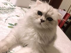 -猫大福·Fortune Cat猫舍(百子湾店)
