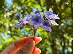 -上海鲜花港