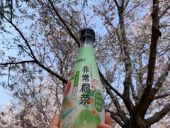 -古柏渡丰乐樱花园