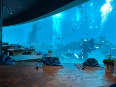 -海棠湾洲际-涛·海底餐厅·美人鱼·自助餐·海底隧道