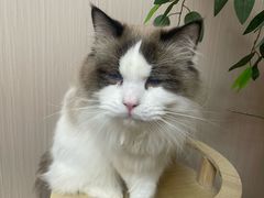 -唐小姐の私宠·宠物洗护美容·撸猫馆·购宠(周浦万达旗舰店)