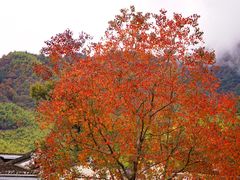-塔川景区