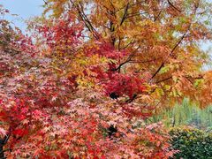 -樱花山风景区