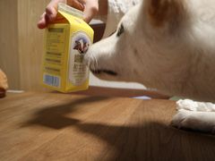 -柴务处·柴犬主题狗咖