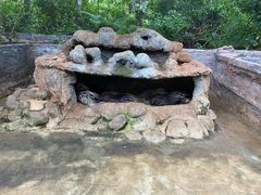 -海南热带野生动植物园