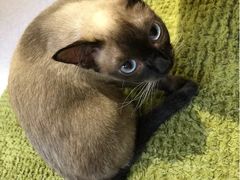 -猫和宫(六道口店)