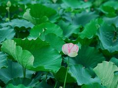 -荷塘月色湿地公园·向阳花洲