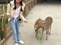 -鹿境梅花鹿生态园区