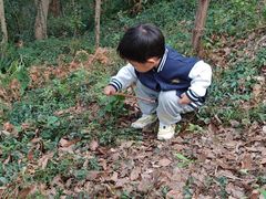 -上海佘山国家森林公园天马山园