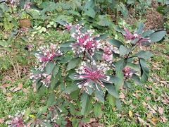 -海南热带野生动植物园