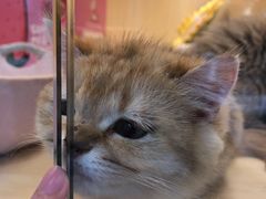 -momokira米努特·德文卷毛猫·棉花面纱犬