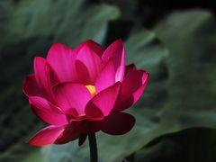 -哈素海