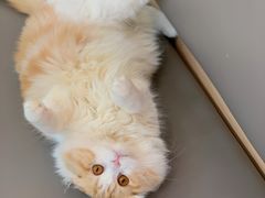 -喵园·猫主题咖啡厅·撸猫·猫咖(国贸店)