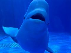 -多彩贵州城极地海洋世界