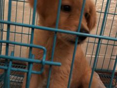 -翊宠yipet猫狗购宠庄园犬舍•猫舍