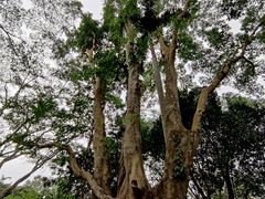 -中国科学院西双版纳热带植物园