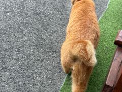 -牛岛王子面馆