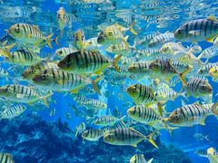 -海合安成都极地海洋公园