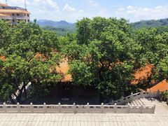-深圳仙湖植物园