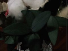 -VESH COFFEE(定西路店)