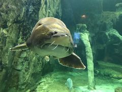 -华夏文旅海洋公园