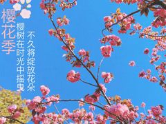 -高东镇樱花园