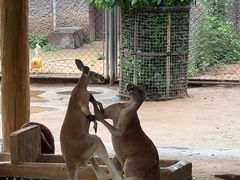 -石家庄市动物园