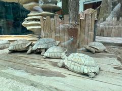 -大连森林动物园