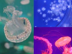 -海合安武汉极地海洋公园