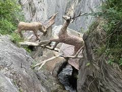 -鹿院坪生态旅游景区