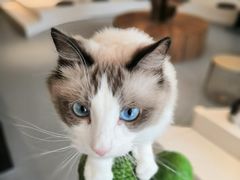-飞行喵MR PILOT|猫舍·猫咖(静安大融城店)