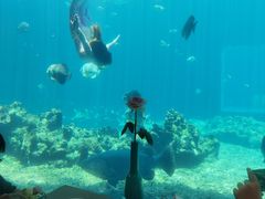 -海棠湾洲际-涛·海底餐厅·美人鱼·自助餐·海底隧道