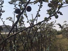 -菊园百果园