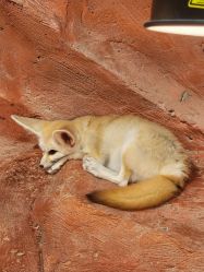 -Zoolung Zoolung动物主题公园(海信广场店)