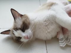 -怪兽屋·羊驼·猫咖·狗咖(俊华广场店)