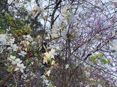 -南国桃园旅游度假区