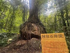 -莫里热带雨林景区