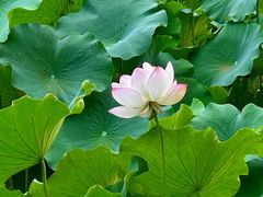 -四川大学(华西校区)