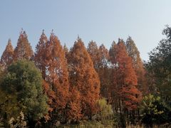 -蠡湖中央公园
